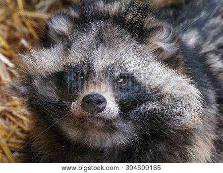The Raccoon Dog, Also Known As The Mangut, Tanuki Or Neoguri Is A Canid Indigenous To East Asia.