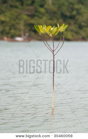 Isola di Surin, southren su Thailandia