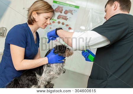 Veterinary, Ophthalmologists Examine The Injured Eye Of A Dog And Measure The Pressure With A Tonome