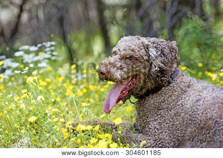 Super Cute Dog Portrait Lagotto Romagnole Macro Background Fine Art In High Quality Prints Products 