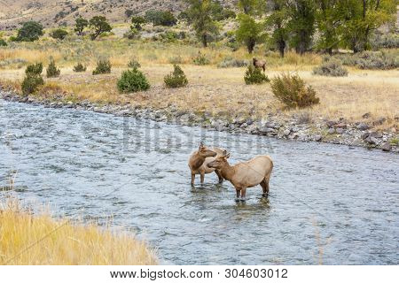Two elks stands in the water in the boiling river in Yellowstone National Park