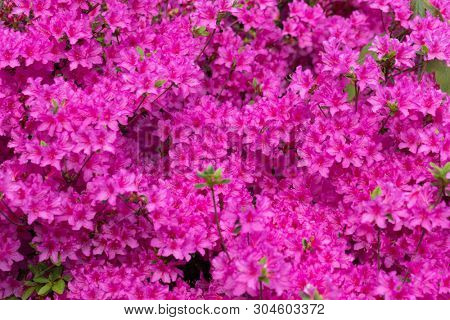 Pink azalea blossom. Background full of flowers. - Image