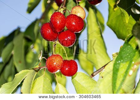 Cherry With Leaf And Stalk. Cherries With Leaves And Stalks. Big Variety Of Cherries. Varieties: Fri