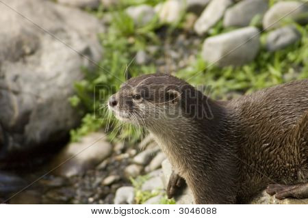 Malasian Shortclawed Otter