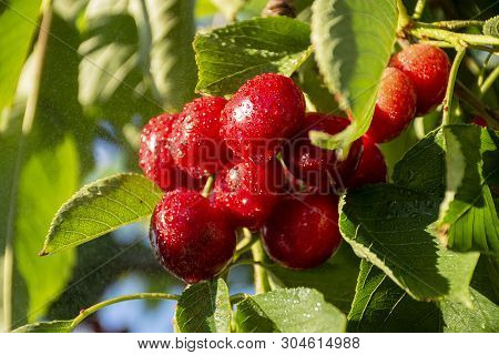 Cherry With Leaf And Stalk. Cherries With Leaves And Stalks. Big Variety Of Cherries. Varieties: Fri