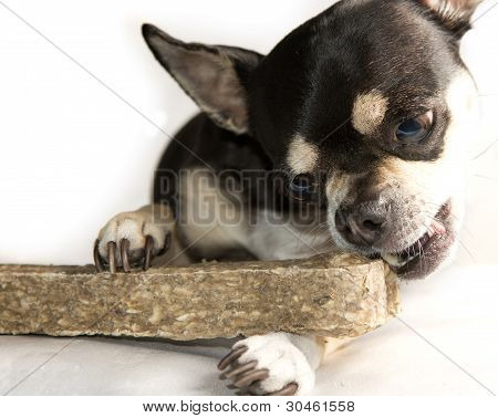 Tiny Dog Eating Large Bone Isolated on White Background