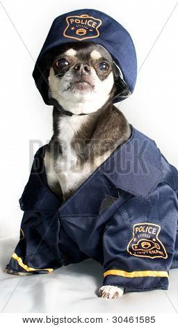 Police Chihuahua Isolated on White Background