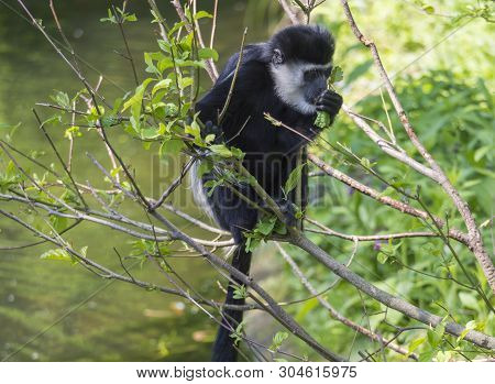 Young Baby Mantled Guereza Monkey Also Named Colobus Guereza Eating Tree Leaves, Climbing Tree Branc
