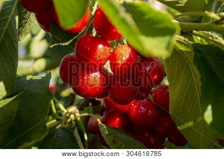 Cherry With Leaf And Stalk. Cherries With Leaves And Stalks. Big Variety Of Cherries. Varieties: Fri