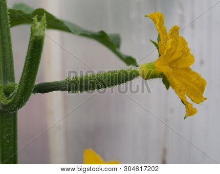 Cucumber Flower Bud. Large Flower Yellow. Olericulture.