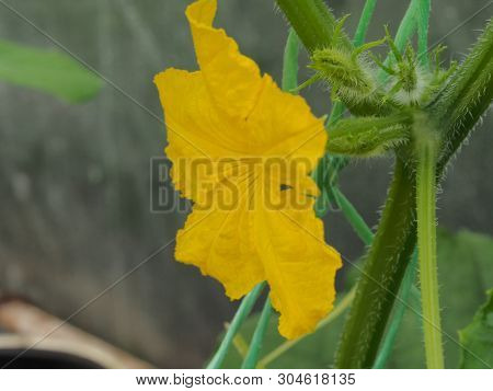Cucumber Flower Bud. Large Flower Yellow. Olericulture.