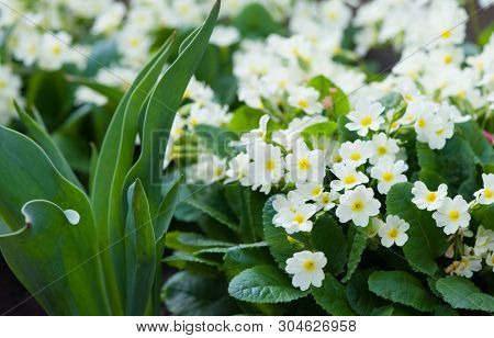 Close-up of lot white spring Common Primrose Primula acaulis or primula vulgaris flowers