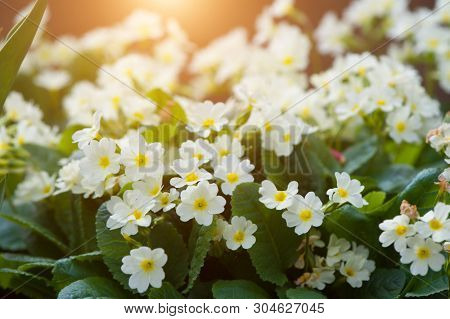 Close-up of lot white spring Common Primrose Primula acaulis or primula vulgaris flowers
