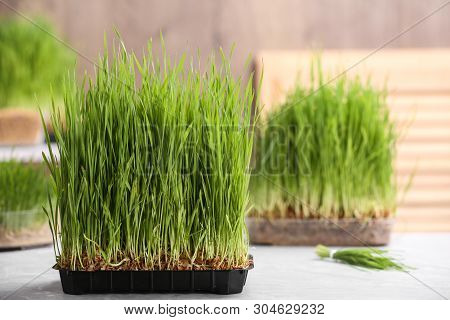Container With Sprouted Wheat Grass On Table. Space For Text