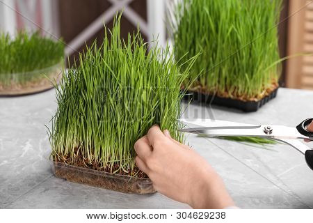 Woman Cutting Sprouted Wheat Grass With Scissors At Table, Closeup