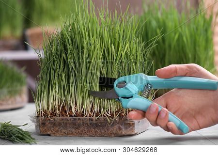 Woman Cutting Sprouted Wheat Grass With Pruner At Table, Closeup