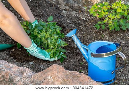 Planting Plants Astilba On Flower Bed Rockery