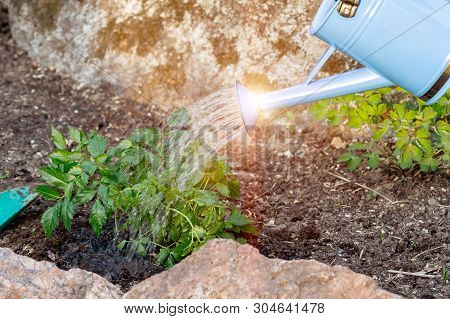 Planting Astilba Plant On A Flower Bed Rockeries - Watering From Watering Can