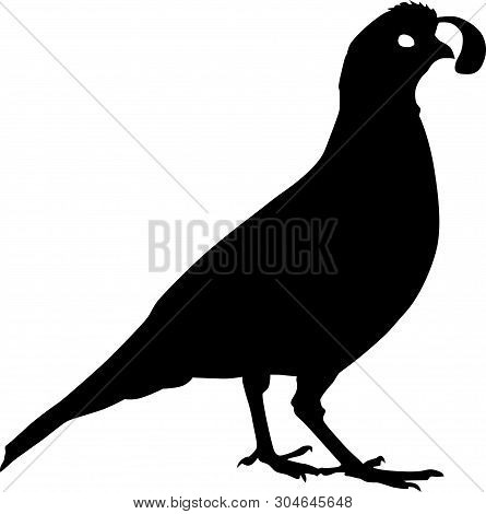 Quail Bird Black Vector Silhouette Clip Art Image