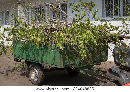 Heap Of Cut Poplar Branches In Hindcarriage. Preparation Of The Park For The Summer Season. Hindcarr