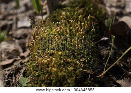 Bright Green Moss Macro Shot. Macro Of Moss With Green Spore Capsules On Orange Stalks. Spring Calm 