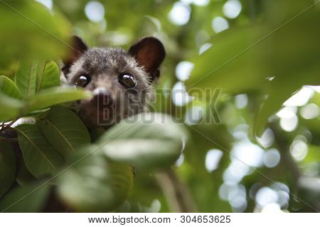 Civet Cat On Tree