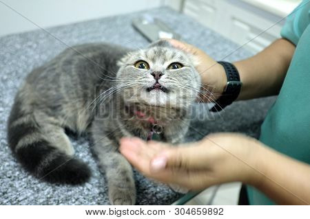 Scottish Fold Tabby Cat Visiting Veterinarian . She Was Feeding Some Medicine By Vet On Table In Exa