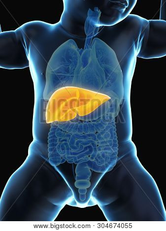 3d rendered medically accurate illustration of a babys liver