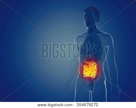 3d rendered medically accurate illustration of a mans small intestine