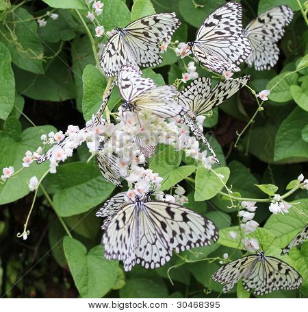 Butterfly Farm