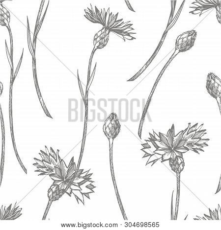 Blue Cornflower Herb Or Bachelor Button Flower Bouquet Isolated On White Background. Set Of Drawing 