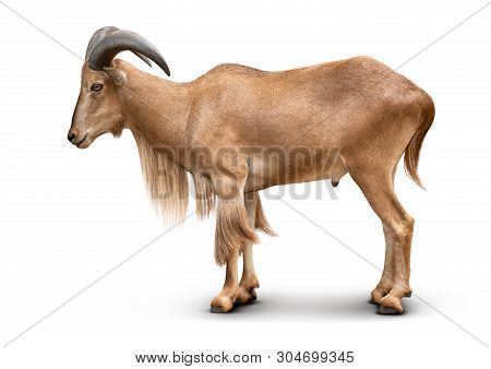 Young Brown Barbary Sheep Isolated On White Background With Clipping Path