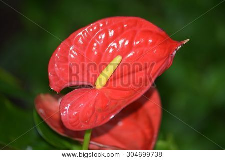 Image Of The Flowering Red Spathe Of Anthurium