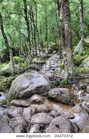 Wald in Norwegen