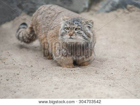 Pallas Cat (otocolobus Manul), Also Known As The Manul