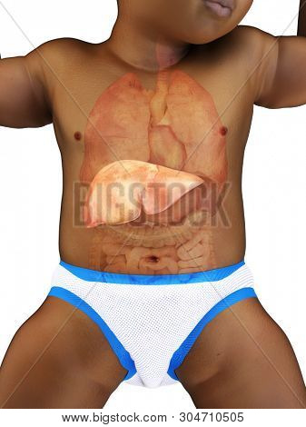 3d rendered medically accurate illustration of a babys liver