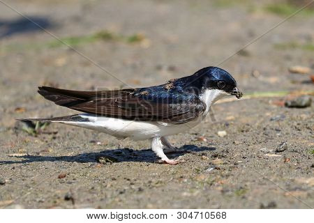 A House Martin With Louse Flies Parasites