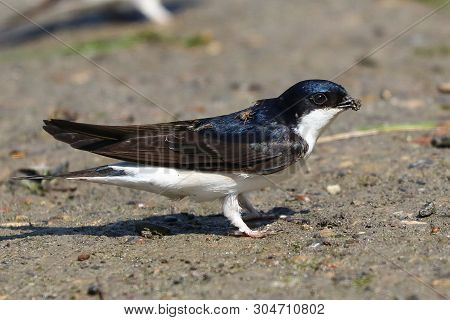 A House Martin Collecting Mud Pellets To Build A Nest