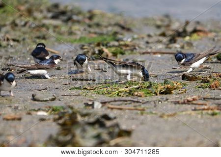 A Flock Of House Martins Collecting Mud For Nesting Material