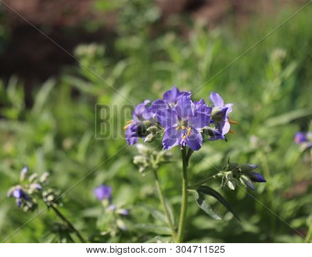 Close Up Of The Blue Flowers Of An Polemonium Plant, Also Known As Jacobs-ladder Or Greek Valerian ,