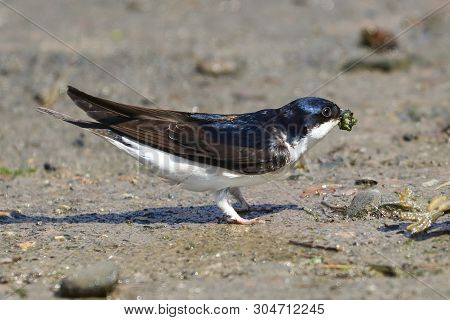 A House Martin With A Pellet Of Mud In Its Beak
