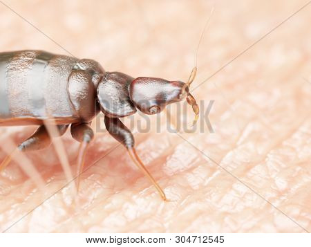 3d rendered illustration of a bed bug