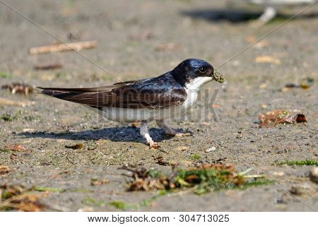 A House Martin Collecting Mud Pellets In Its Beak
