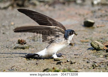 A House Martin Taking Off From Mud With Wings Raised