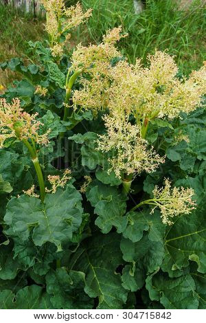 Leaves And Arrows Of Rhubarb Flowers Growing In The Garden.