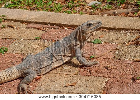 Iguana Laying On Stones, Taken In Chichen Itza, In The Yucatan Peninsula