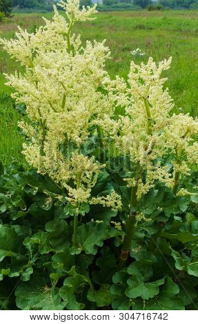 Leaves And Arrows Of Rhubarb Flowers Growing In The Garden.
