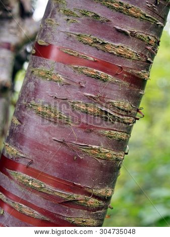 Striped Red Cherry Tree Trunk Bark Against A Blurred Green Nature Summer Background