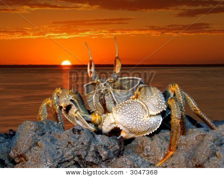 Duch krab na skalách
