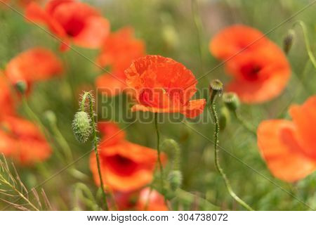 Flowers And Buds Of Poppies Growing Wild In A Field Against A Background Of Green Grass. Selective F